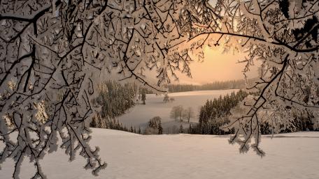 Winter's Silent Embrace in Snow-Covered Eden wallpaper