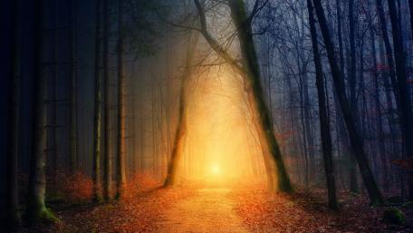 Blurry autumn tree tunnel wallpaper