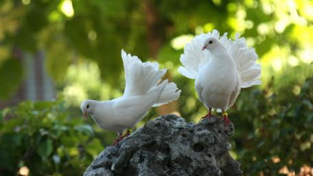 Doves wallpaper