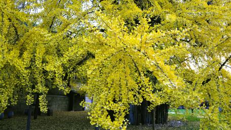 Thousand Years One Tree wallpaper