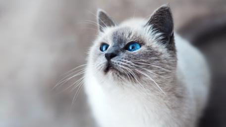 Siamese cat wallpaper