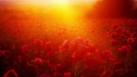 Poppy wallpaper