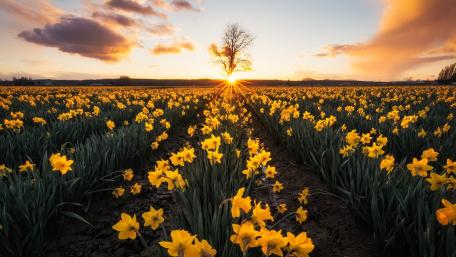 Daffodil wallpaper