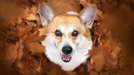 Joyful Corgi in Autumn Leaves wallpaper