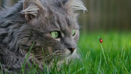 Whiskers and Wings in Harmony wallpaper