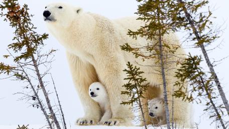 Polar Bear wallpaper