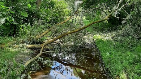 Tranquil Stream Through Lush Greenery wallpaper