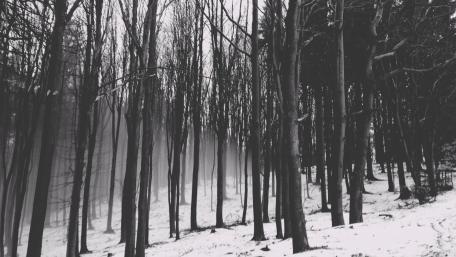 Mysterious Monochrome Forest Scene wallpaper