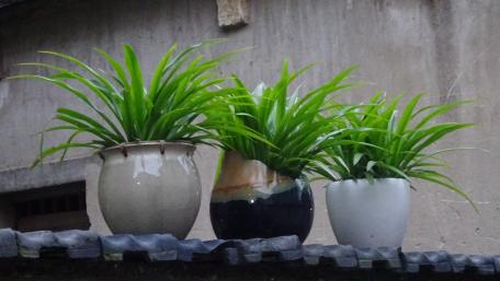 Lush Greenery in Charming Pots wallpaper