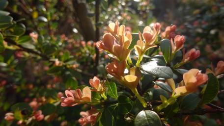 Delicate Blossoms in Soft Light wallpaper
