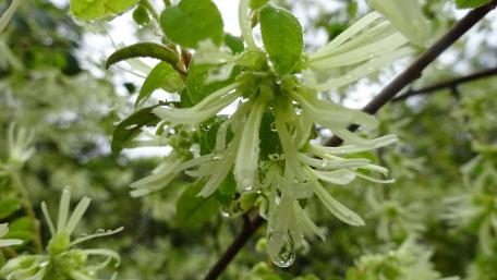 Delicate Blossoms in Nature's Embrace wallpaper
