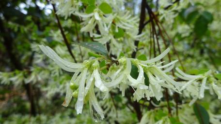 Delicate Blossoms in Raindrops wallpaper