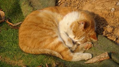Cozy Cat Napping Afternoon Light wallpaper