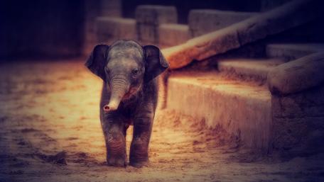 Adorable Baby Elephant Walking in the Sunlight wallpaper