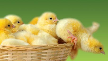 Cute chicks wallpaper