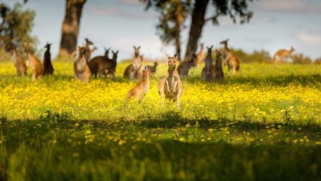 Kangaroos wallpaper