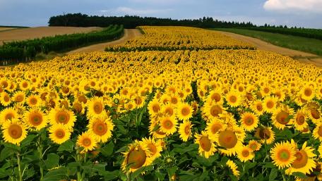 Golden Sunflower Landscape Awaits You wallpaper