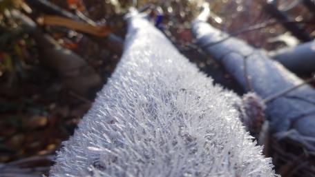 Captivating Frostwork on Nature's Canvas wallpaper