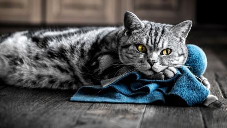 Cuddly Tabby Cat on Cozy Blanket wallpaper