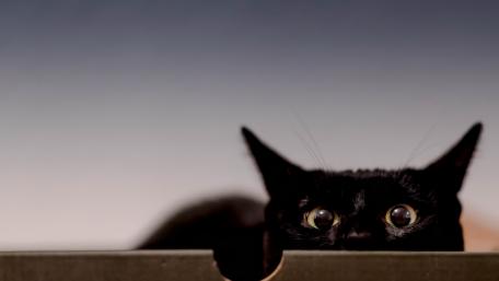 Sneaky Black Cat Peeking from Box wallpaper