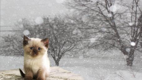 Charming Siamese Kitten in Snowfall wallpaper