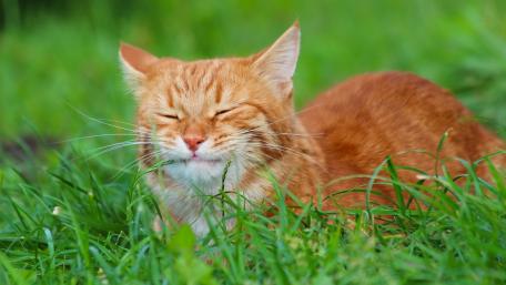 Charming Red Cat Relaxing in Nature wallpaper