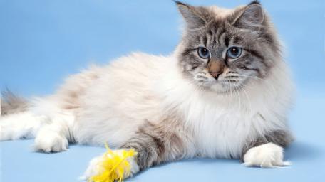 Playful Cat with Feather Toy Wallpaper wallpaper