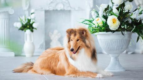 Rough Collie indoor wallpaper