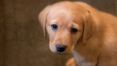 Adorable Golden Puppy with Gentle Eyes wallpaper