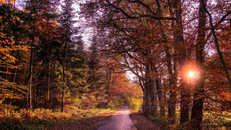 Golden Autumn Pathway Through the Forest wallpaper