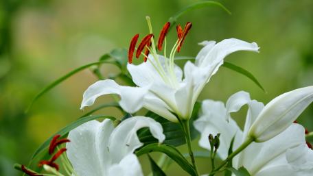 Elegant White Lilies in Bloom wallpaper