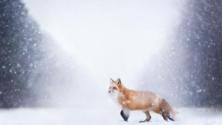Winter Fox in the Snowfall Scene capturing Nature's Beauty wallpaper