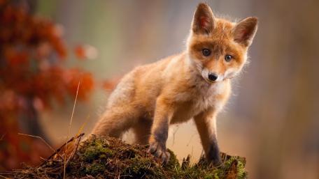 Fox Cub Exploring the Forest wallpaper