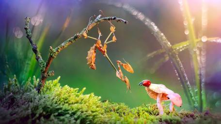 Enchanting Macro World of Ladybugs and Mushrooms wallpaper