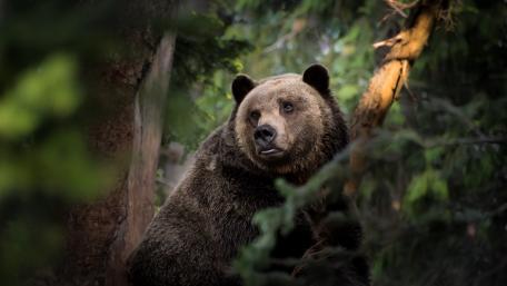 Majestic Bear in Serene Forest Setting wallpaper
