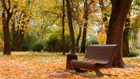 Autumn Serenity on a Park Bench wallpaper