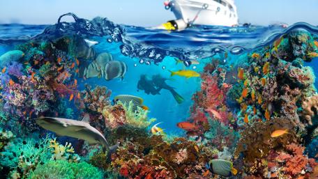 Marine Wonderland in Vivid 4K Detail wallpaper