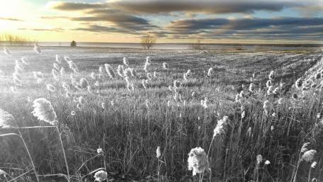 Tranquil Field at Sunset Mood wallpaper