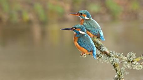 Stunning Common Kingfishers Perched Gracefully wallpaper