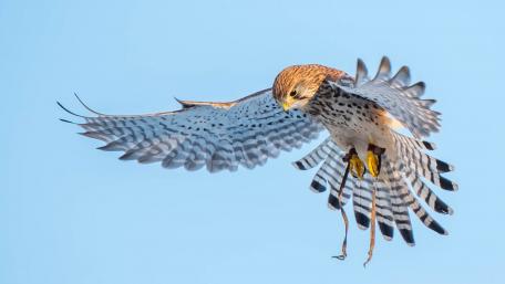 Majestic Kestrel in Flight wallpaper