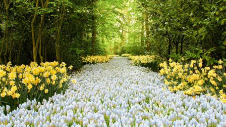 Muscari carpet wallpaper