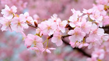 Springtime Sakura Blossom Beauty in Soft Pink Hues wallpaper