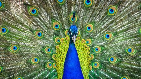 Majestic Peacock Displaying Vibrant Feathers wallpaper
