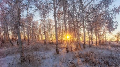 Winter Wonderland Awaits Beyond the Frosty Trees wallpaper