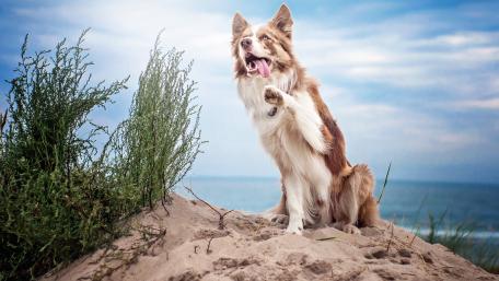 Joyful Border Collie at the Beach Scene wallpaper
