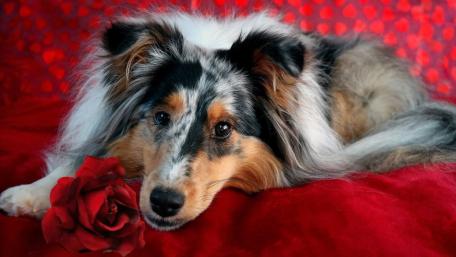 Collie Charm in a Romantic Setting wallpaper