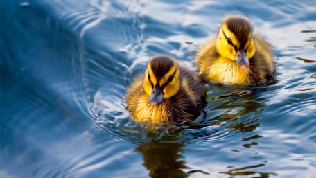 Adorable Ducklings Swimming Together in Serenity wallpaper