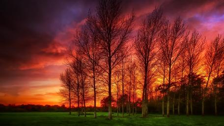 Stunning Sunset Over Silhouetted Trees wallpaper