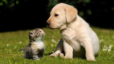 Adorable Kitten and Puppy Duo wallpaper