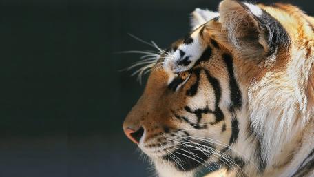Majestic Bengal Tiger in Profile wallpaper